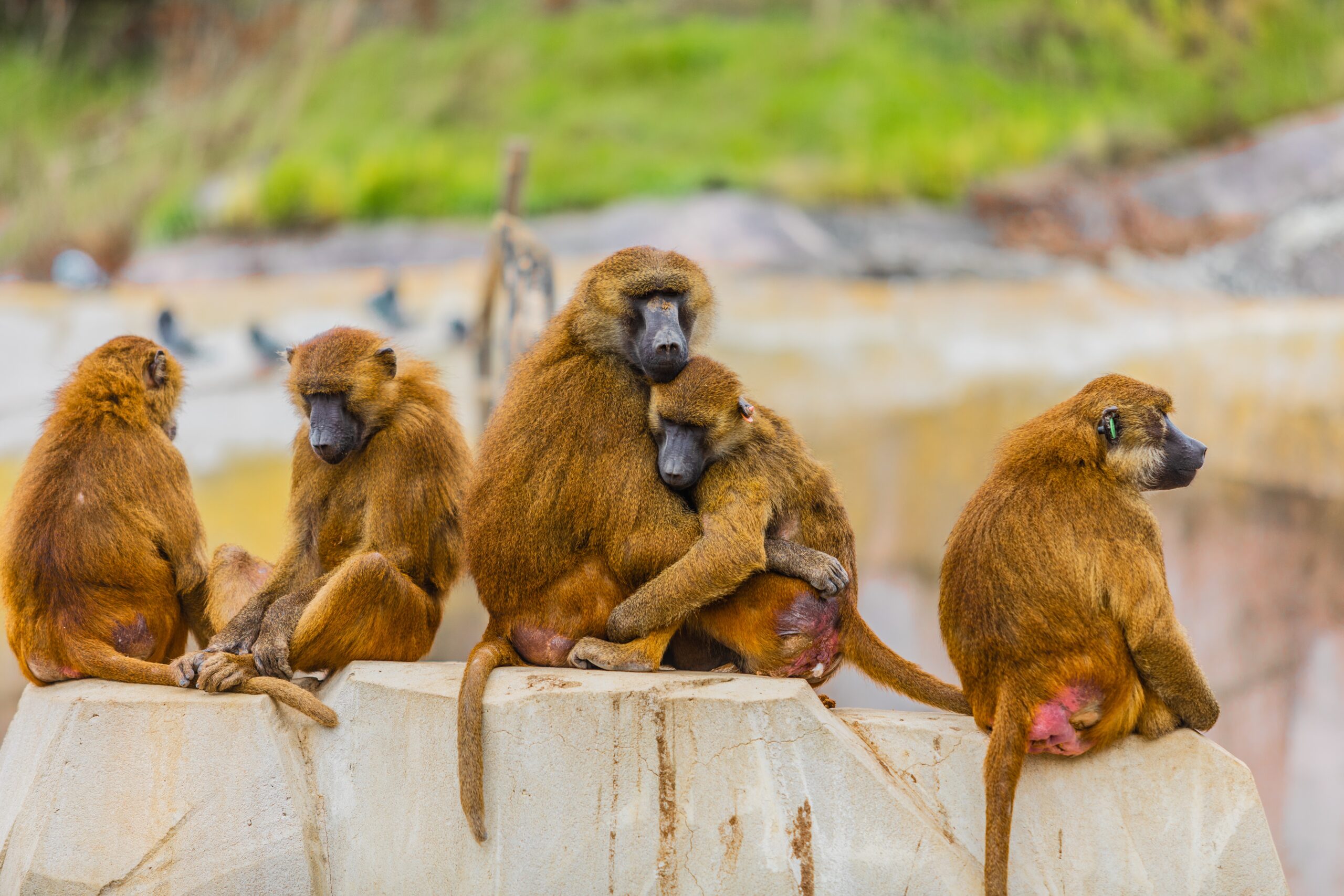 5 monkeys experiment